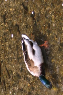 �т����肵��