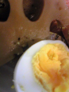 �����R���̂ɂ����̂�